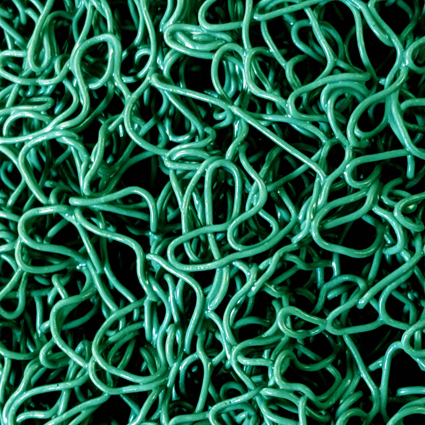 detail close up of miner's moss